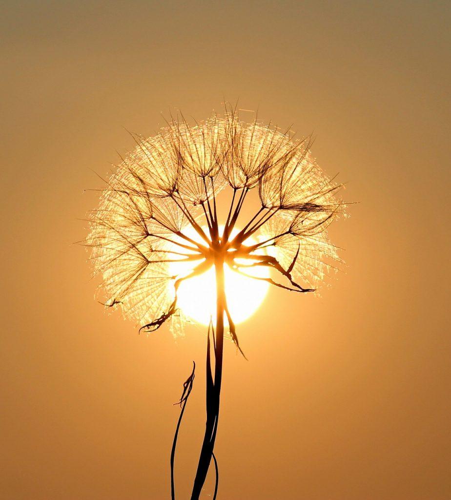 dandelion, sun, backlighting, flower background, silhouette, flower, seeds, orange sun, sunset, flower wallpaper, dusk, twilight, orange sky, sun, sun, nature, beautiful flowers, sun, sun, sun, flower, sunset