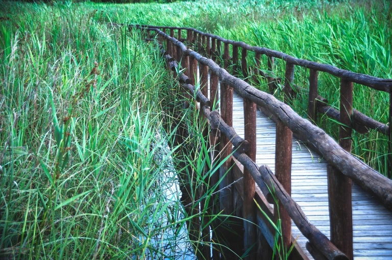 italy, marsh, swamp, pontoon, drink, nature, escape, holiday, path, fishing, landscape, water