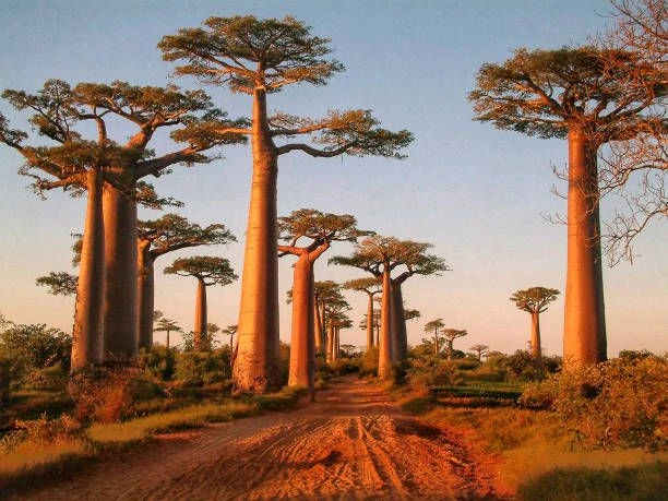 Baobab majestueux