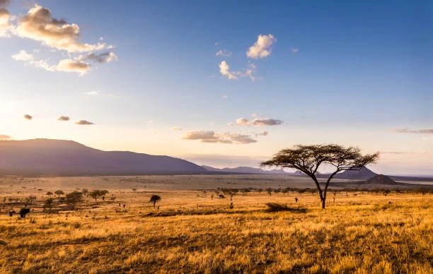 Savane au coucher du soleil
